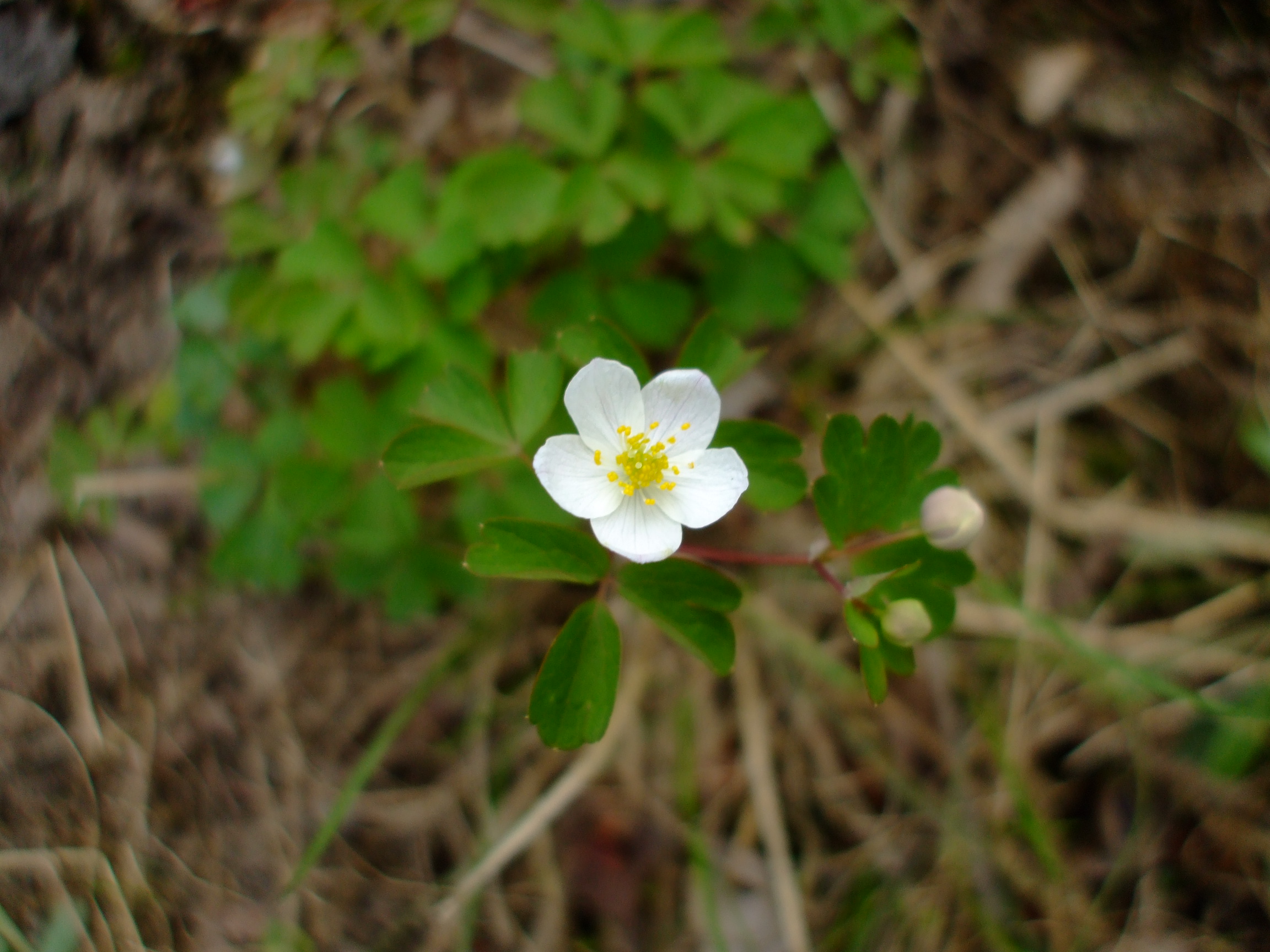 Isopyrum biternatum